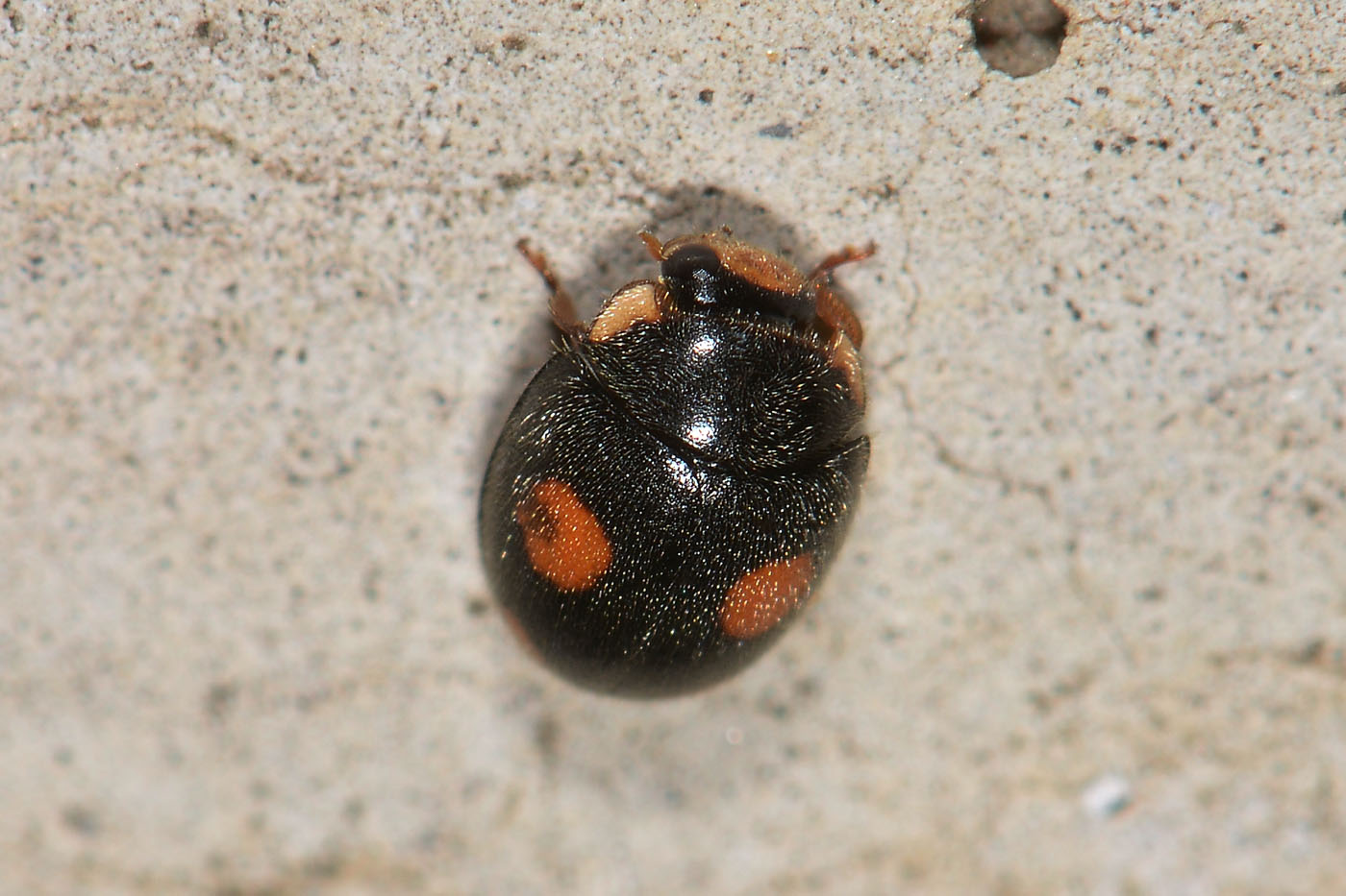 Coccinellidae: Hyperaspis sp? S.